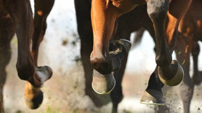 passion-chevaux-des