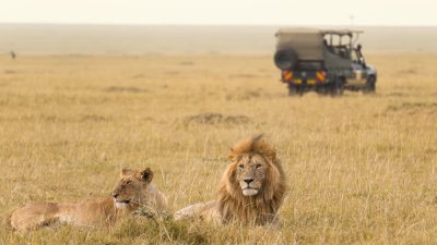 safari lion kenya